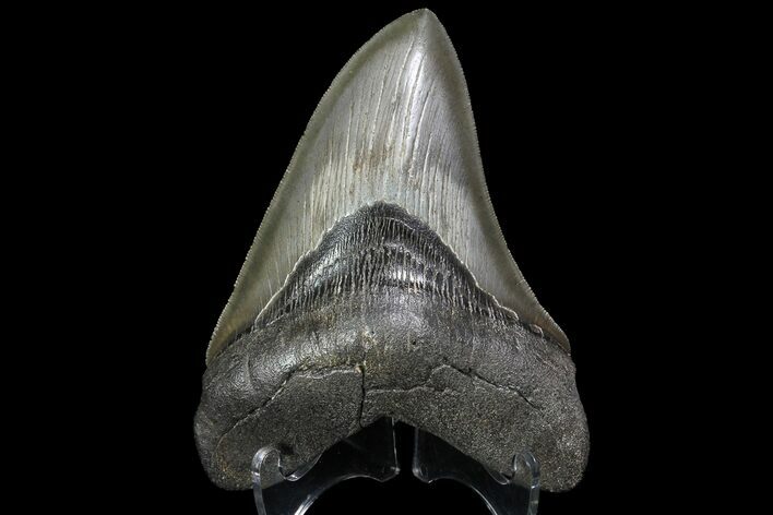 Nice, Serrated, Fossil Megalodon Tooth - Georgia #74612